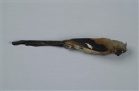藏品(樹鵲)的圖片